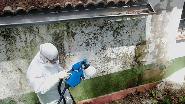 Top rated local Basement Mold Remediation specialists in Randolph, MN